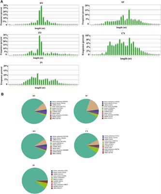 Distinct small RNAs are expressed at different stages of Phytophthora capsici and play important roles in development and pathogenesis